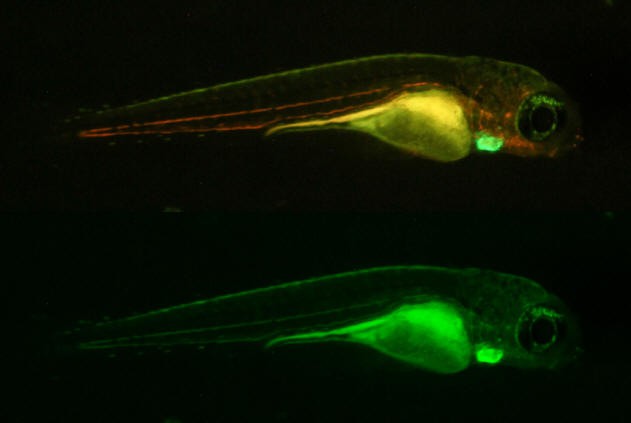 zebrafish-composite.jpg