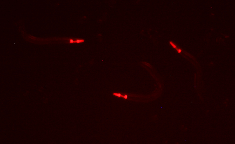 C_elegans_Brown_2012_008.jpg