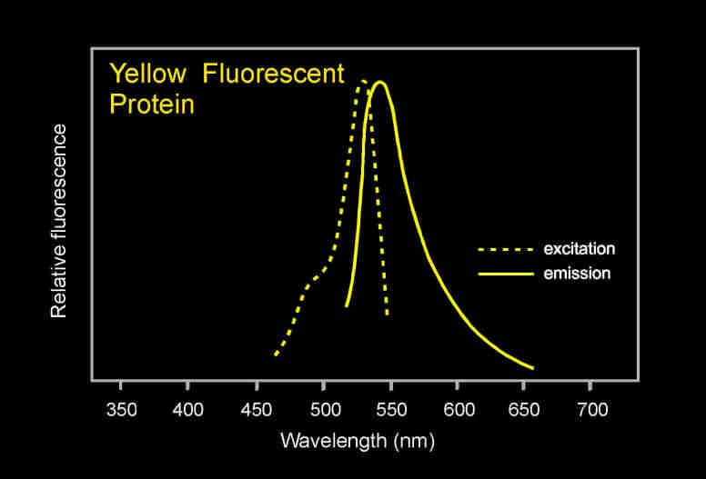 Venus黃色熒光蛋白的激發(fā)光波長