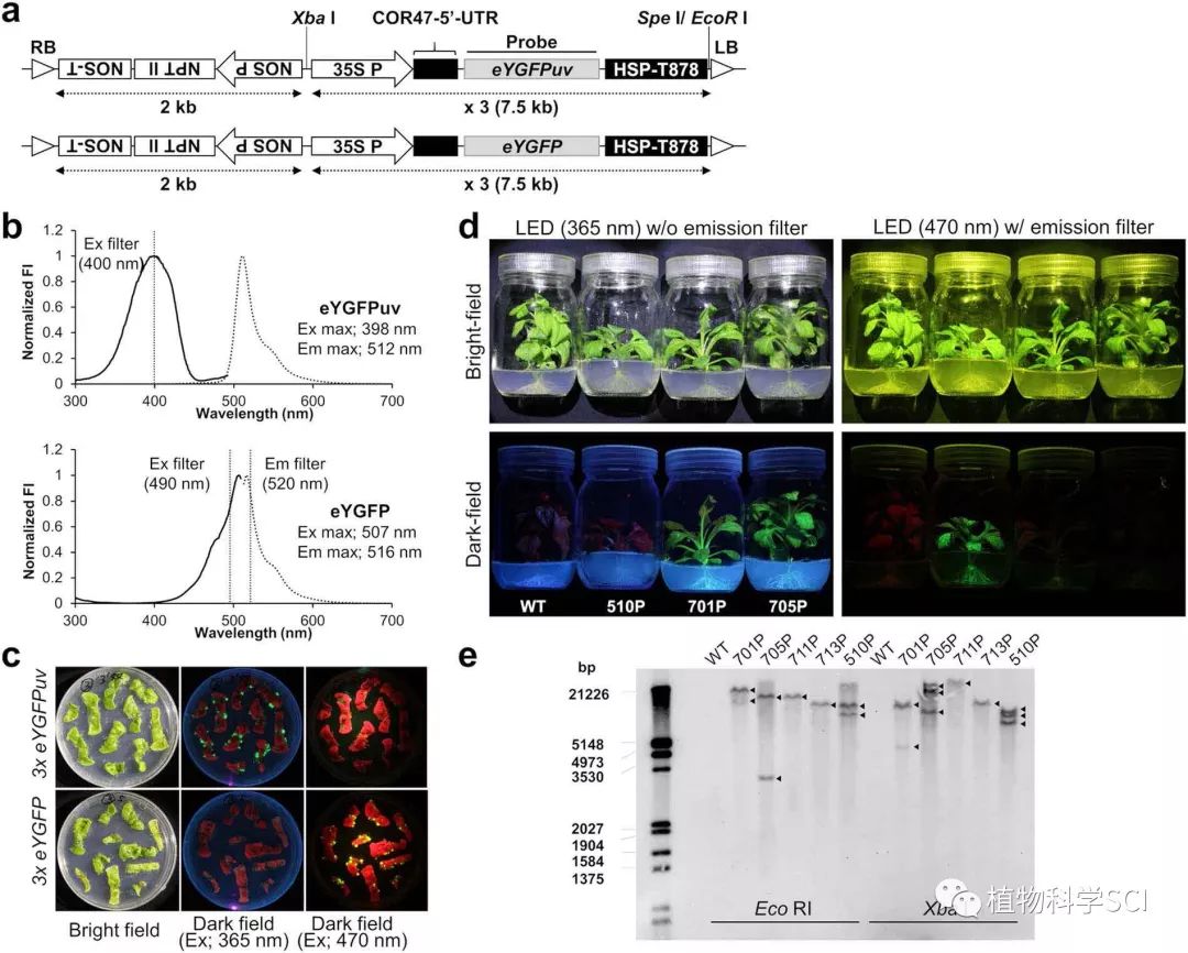 有了這個GFP，您還會重金購買confocal？