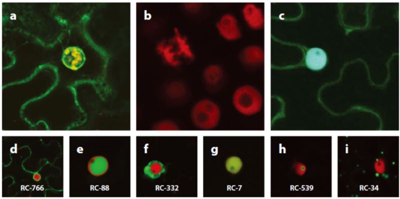 不同熒光蛋白標記的不同蛋白在本生煙葉肉細胞中定位