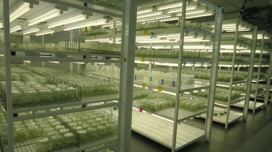 Agromillora_tissue_culture_lab.jpg