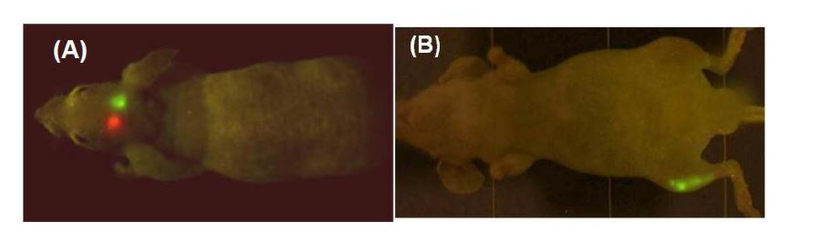 GFP綠色熒光蛋白在小鼠上的表達