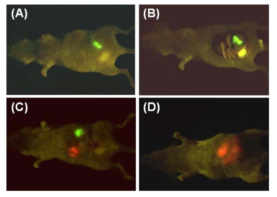 GFP綠色熒光蛋白在小鼠上的表達