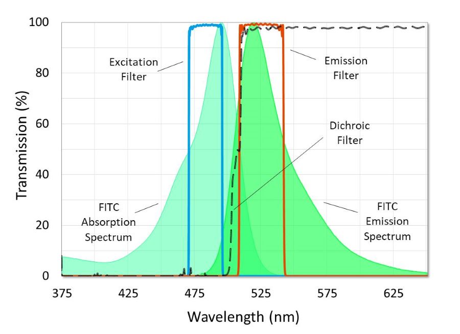 FITC激發發射波長