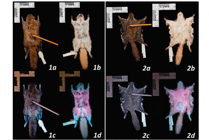 美洲飛鼠在紫外線燈下會變成亮眼的粉紅色