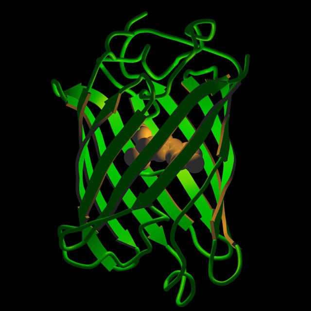 綠色熒光蛋白GFP